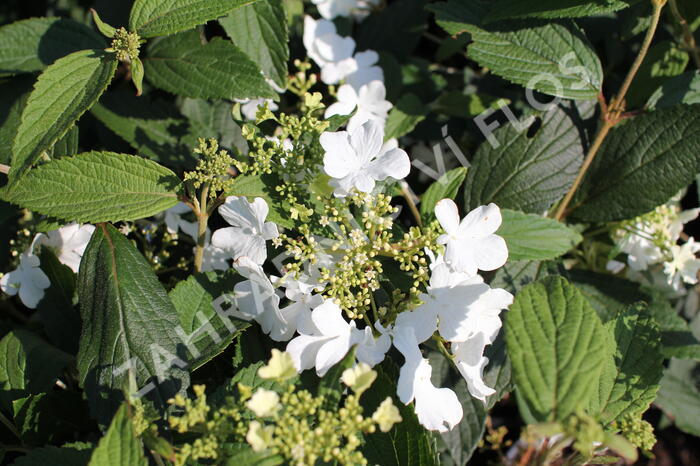 Kalina japonská 'Shirogami' - Viburnum plicatum 'Shirogami'