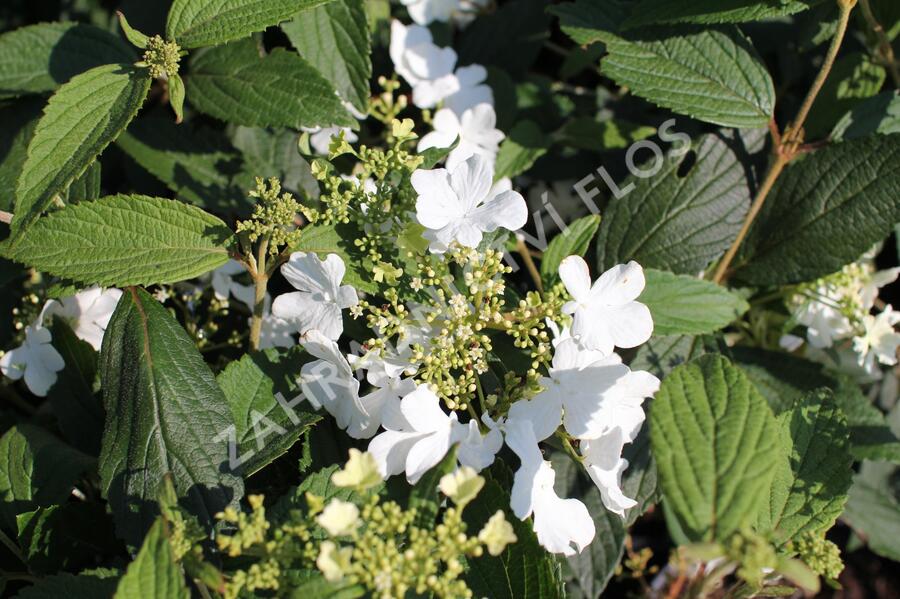 Kalina japonská 'Shirogami' - Viburnum plicatum 'Shirogami'