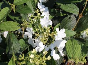 Kalina japonská 'Shirogami' - Viburnum plicatum 'Shirogami'