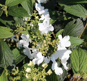 Kalina japonská 'Shirogami' - Viburnum plicatum 'Shirogami'