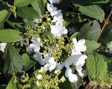 Kalina japonská 'Shirogami'