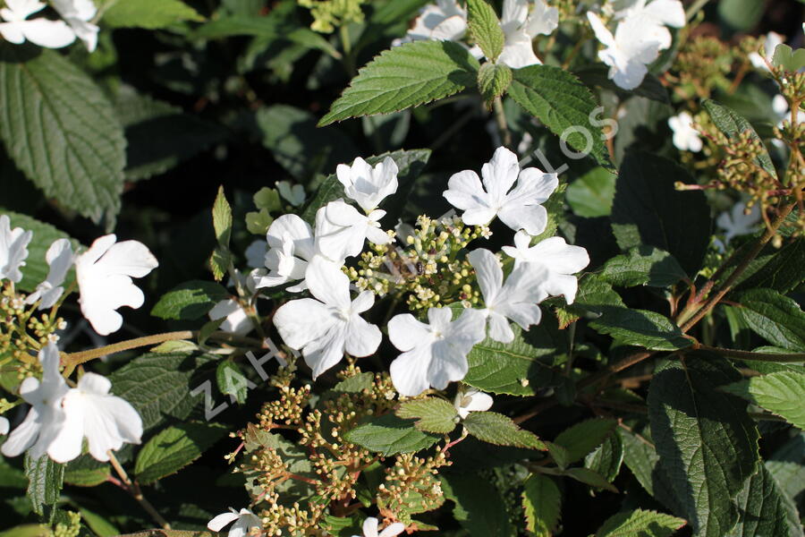 Kalina japonská 'Shirogami' - Viburnum plicatum 'Shirogami'