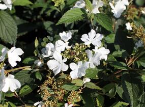 Kalina japonská 'Shirogami' - Viburnum plicatum 'Shirogami'
