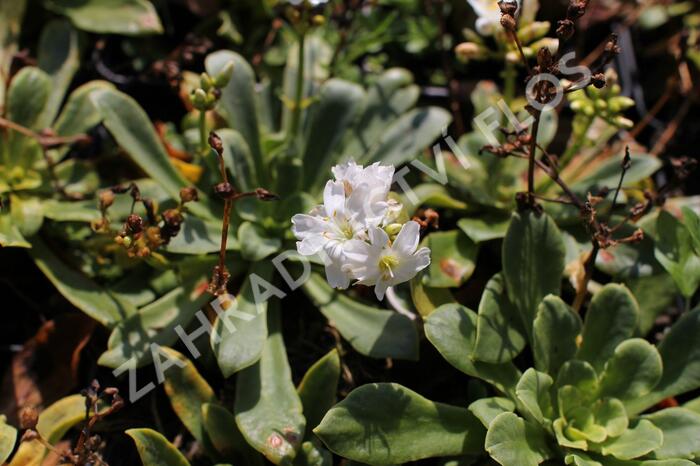 Levisie 'Elise White' - Lewisia x cotyledon 'Elise White'