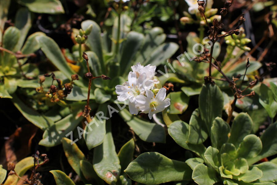 Levisie 'Elise White' - Lewisia x cotyledon 'Elise White'