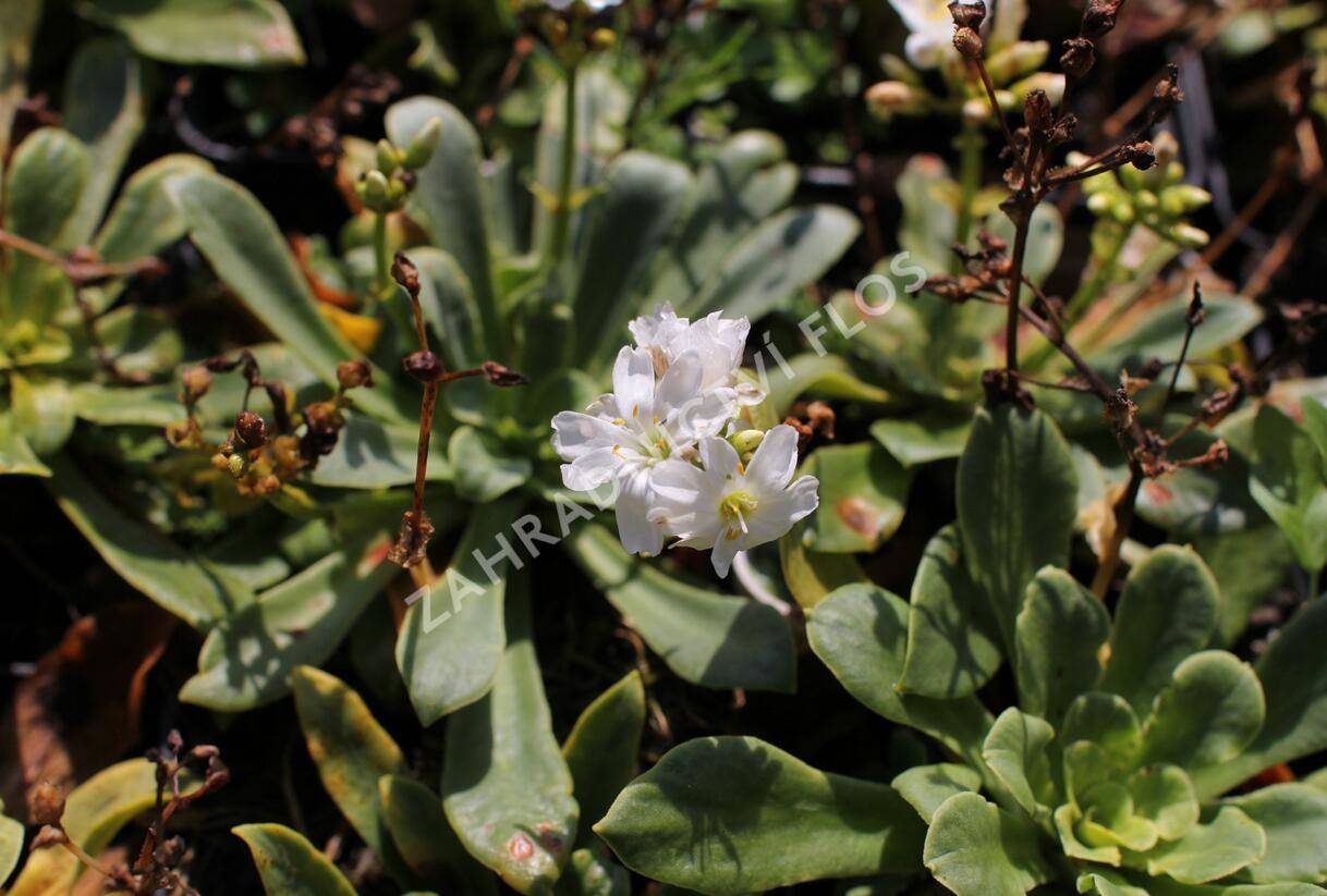 Levisie 'Elise White' - Lewisia x cotyledon 'Elise White'