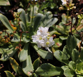 Levisie 'Elise White' - Lewisia x cotyledon 'Elise White'