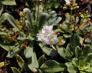 Levisie 'Elise White'