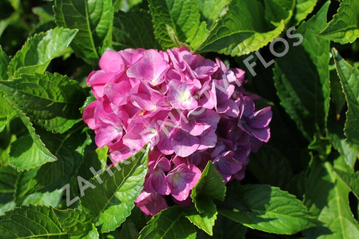 Hortenzie velkolistá 'Blue Power'® - Hydrangea macrophylla 'Blue Power'®