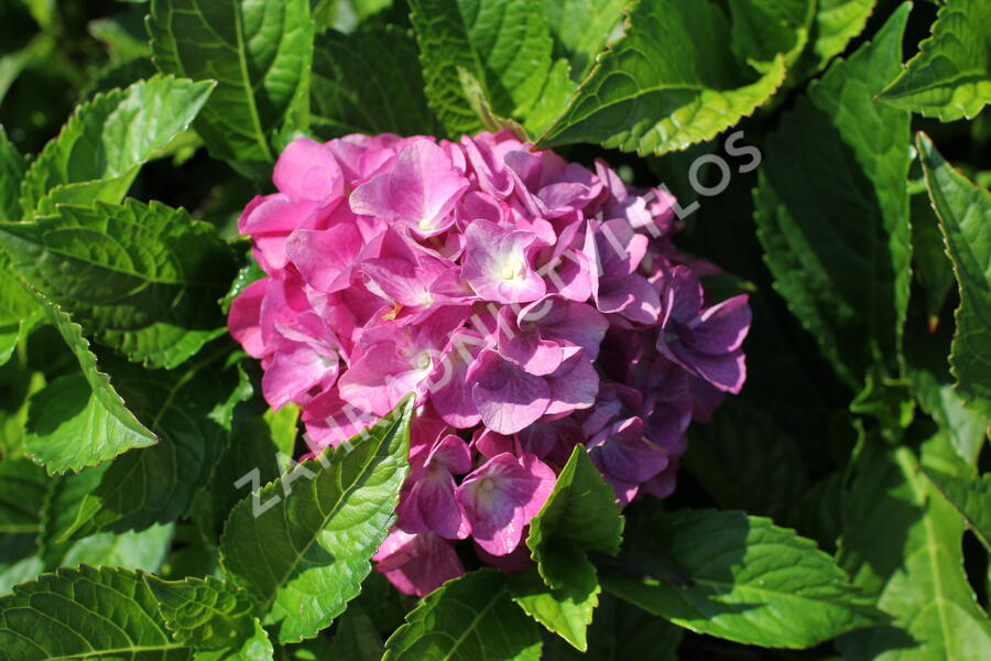 Hortenzie velkolistá 'Blue Power'® - Hydrangea macrophylla 'Blue Power'®