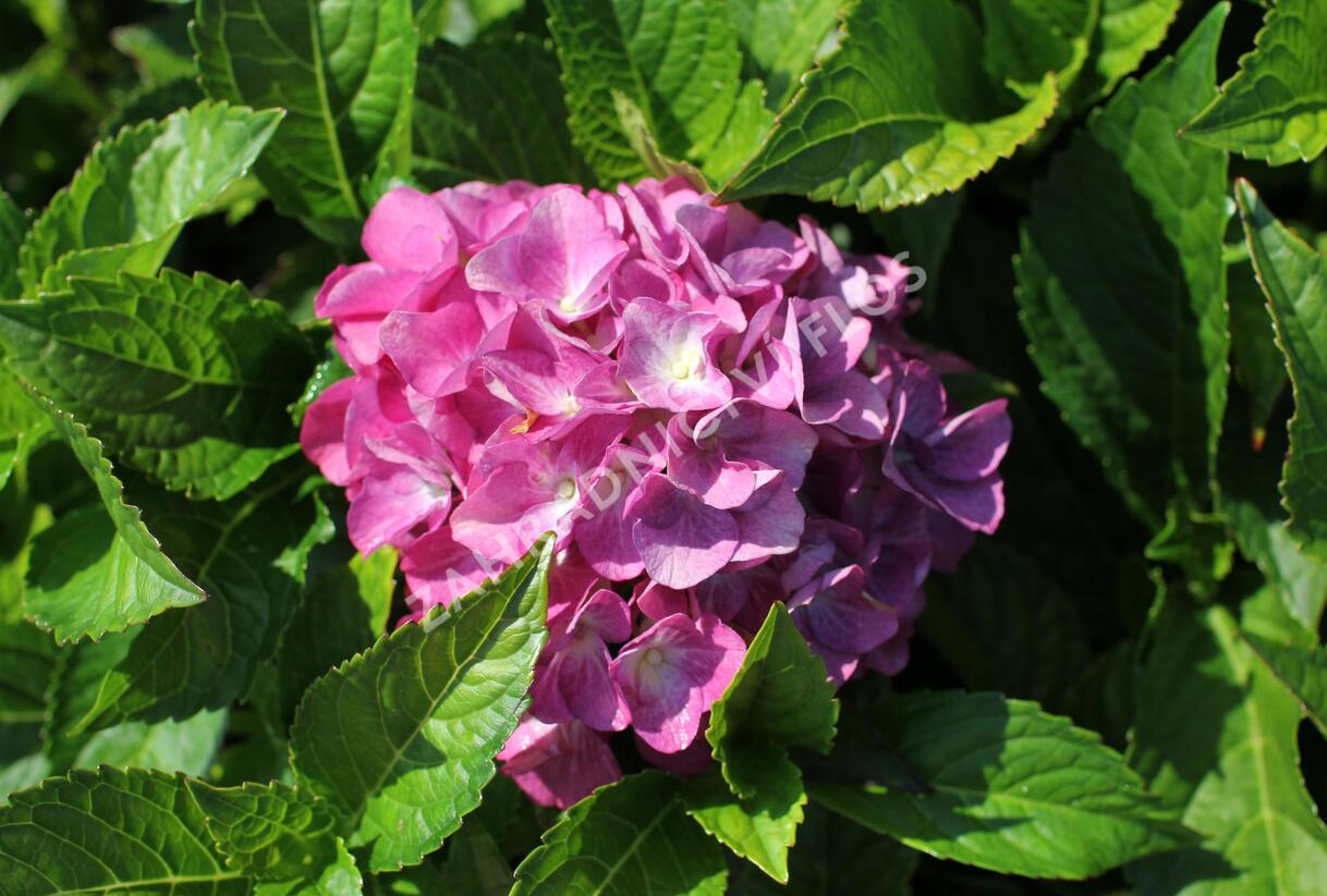 Hortenzie velkolistá 'Blue Power'® - Hydrangea macrophylla 'Blue Power'®