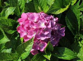 Hortenzie velkolistá 'Blue Power'® - Hydrangea macrophylla 'Blue Power'®