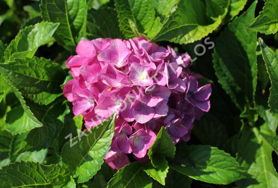 Hortenzie velkolistá 'Blue Power'® - Hydrangea macrophylla 'Blue Power'®