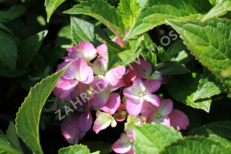 Hortenzie velkolistá 'Blue Power'® - Hydrangea macrophylla 'Blue Power'®