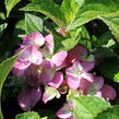 Hortenzie velkolistá 'Blue Power'® - Hydrangea macrophylla 'Blue Power'®