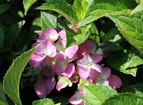 Hortenzie velkolistá 'Blue Power'® - Hydrangea macrophylla 'Blue Power'®