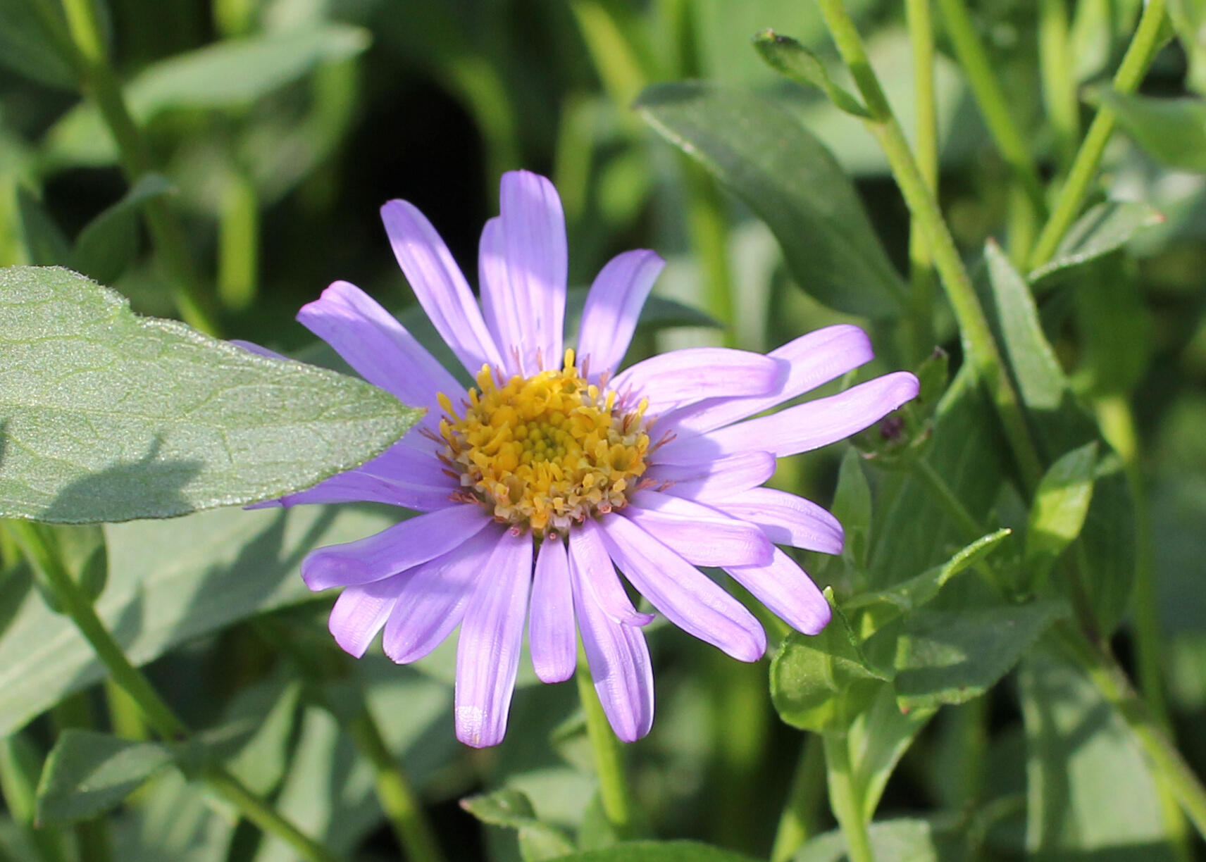 Aster amellus