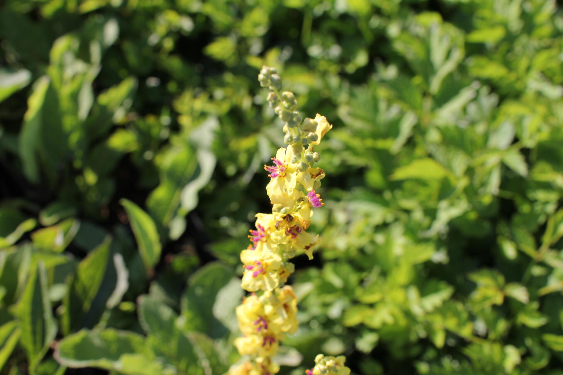Verbascum nigrum