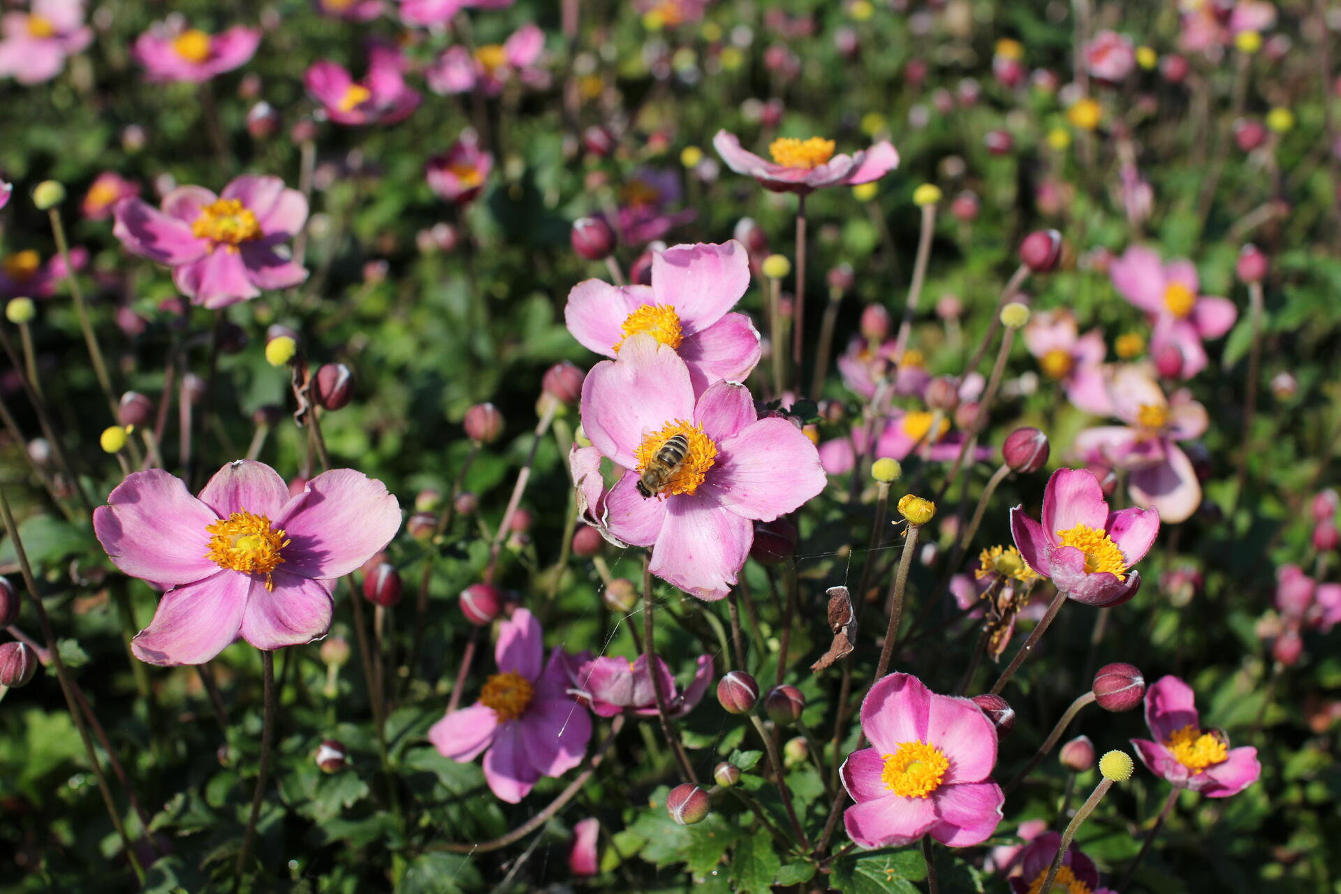 Anemone hupehensis 'Fantasy Cinderella'