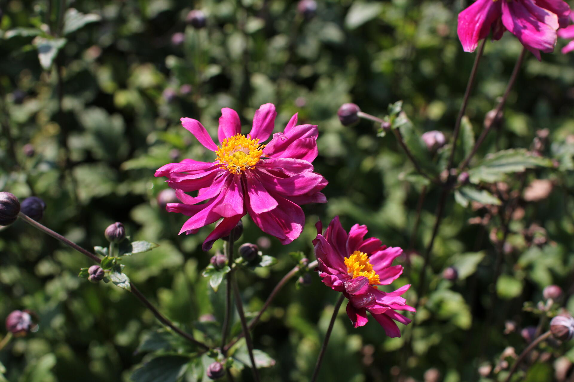 Anemone hupehensis 'Bressingham Glow'