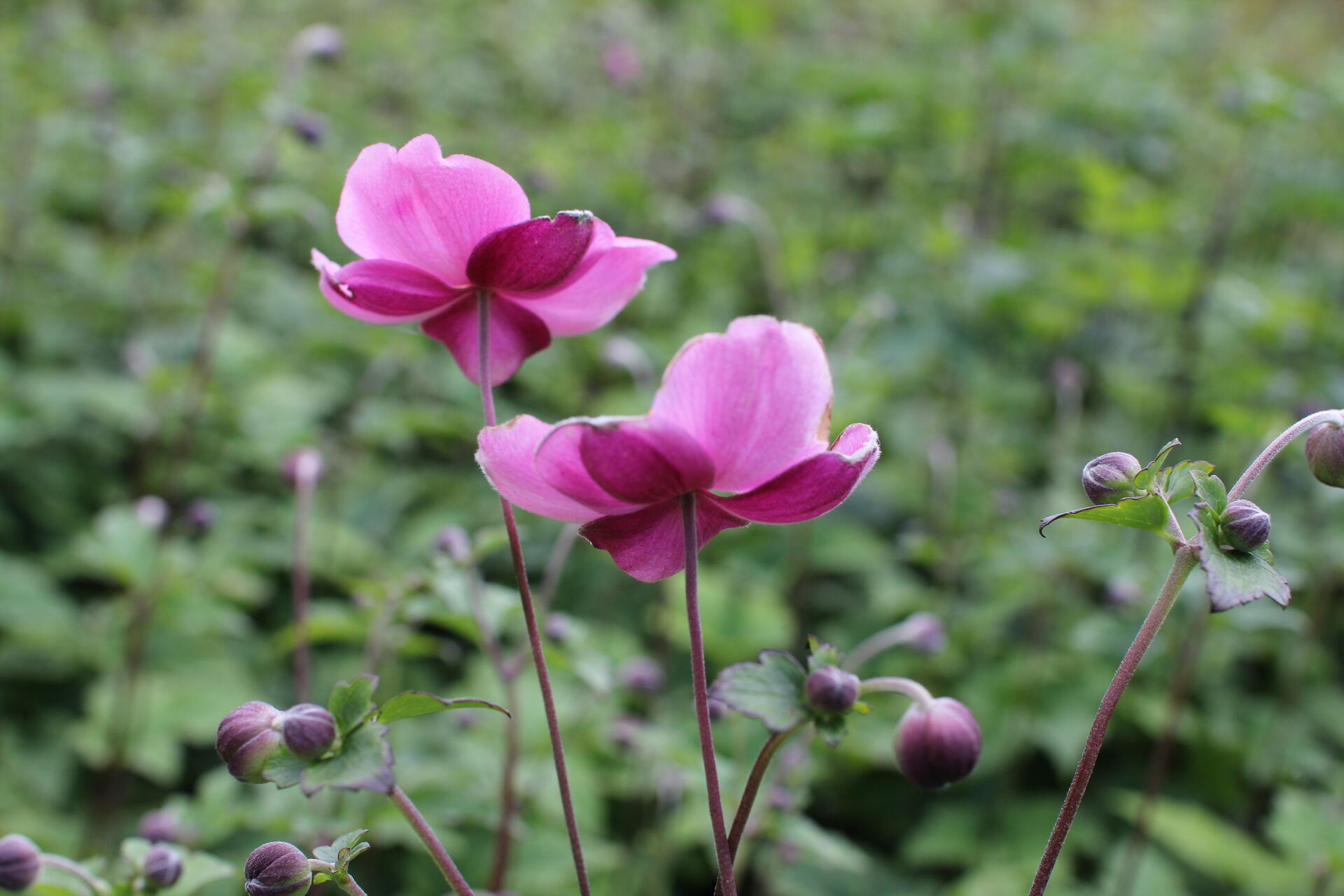 Anemone hupehensis ''Praecox''