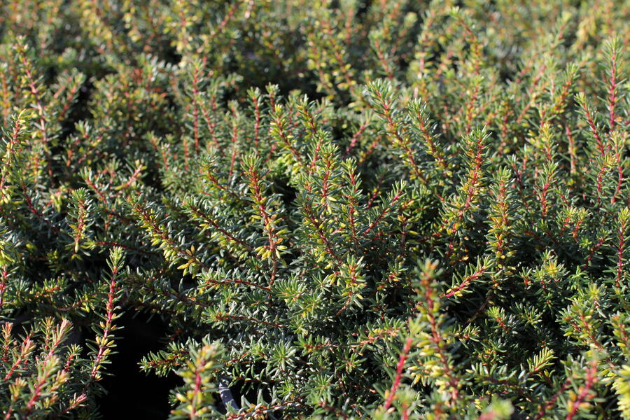 Vřesovec darlejský 'Pink Harmony' - Erica darleyensis 'Pink Harmony'