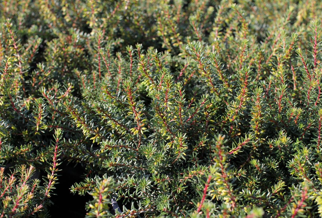 Vřesovec darlejský 'Pink Harmony' - Erica darleyensis 'Pink Harmony'