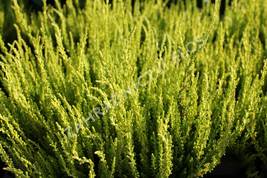 Vřes obecný (Sunset girls®) 'Zelda' - Calluna vulgaris (Sunset girls®) 'Zelda'