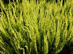 Vřes obecný (Sunset girls®) 'Zelda' - Calluna vulgaris (Sunset girls®) 'Zelda'