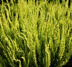 Vřes obecný (Sunset girls®) 'Zelda' - Calluna vulgaris (Sunset girls®) 'Zelda'