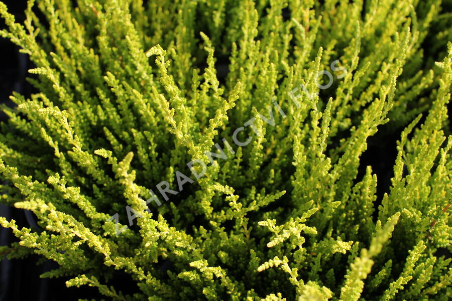 Vřes obecný (Sunset girls®) 'Zelda' - Calluna vulgaris (Sunset girls®) 'Zelda'