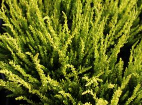 Vřes obecný (Sunset girls®) 'Zelda' - Calluna vulgaris (Sunset girls®) 'Zelda'