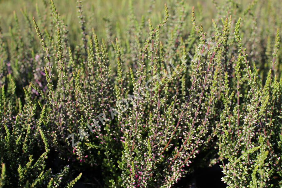 Vřes obecný 'Hilda' (Garden girls®) - Calluna vulgaris 'Hilda' (Garden girls®)