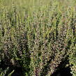 Vřes obecný 'Hilda' (Garden girls®) - Calluna vulgaris 'Hilda' (Garden girls®)