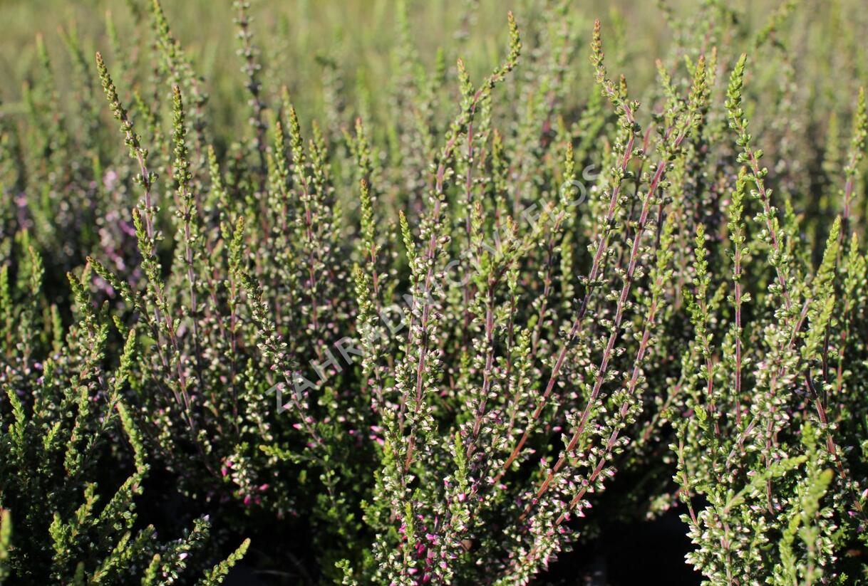 Vřes obecný 'Hilda' (Garden girls®) - Calluna vulgaris 'Hilda' (Garden girls®)