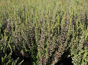 Vřes obecný 'Hilda' (Garden girls®) - Calluna vulgaris 'Hilda' (Garden girls®)