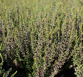 Vřes obecný 'Hilda' (Garden girls®) - Calluna vulgaris 'Hilda' (Garden girls®)