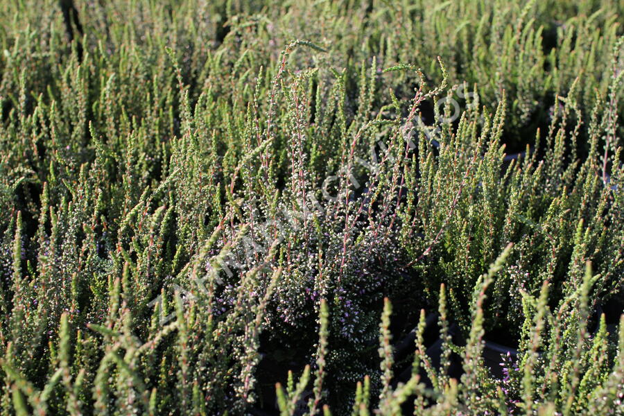 Vřes obecný 'Hilda' (Garden girls®) - Calluna vulgaris 'Hilda' (Garden girls®)
