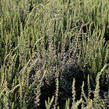 Vřes obecný 'Hilda' (Garden girls®) - Calluna vulgaris 'Hilda' (Garden girls®)