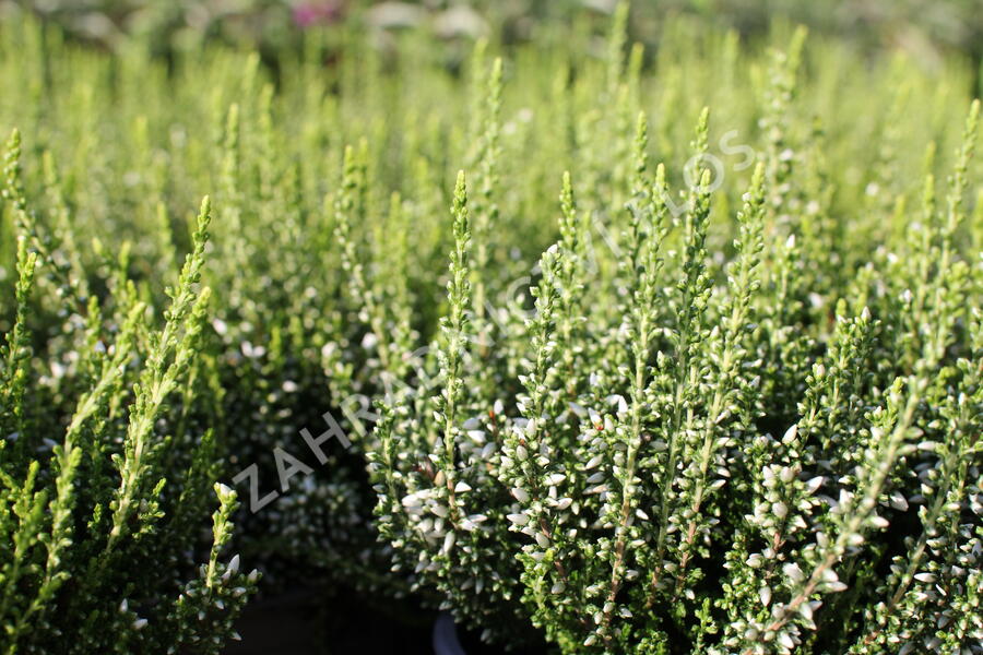 Vřes obecný 'Elisa' (Garden girls®) - Calluna vulgaris 'Elisa' (Garden girls®)