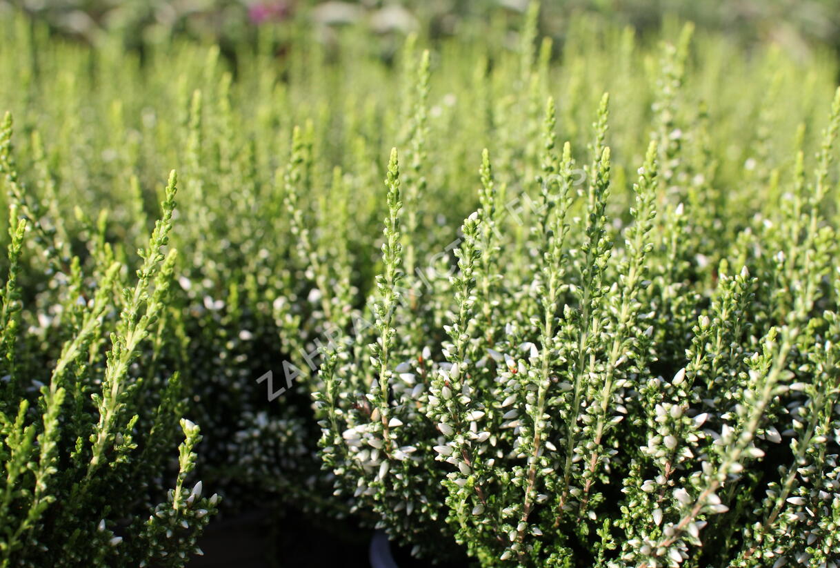 Vřes obecný 'Elisa' (Garden girls®) - Calluna vulgaris 'Elisa' (Garden girls®)