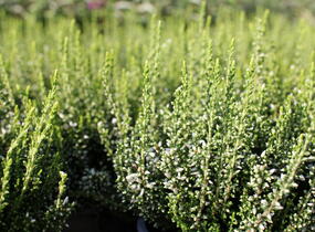Vřes obecný 'Elisa' (Garden girls®) - Calluna vulgaris 'Elisa' (Garden girls®)