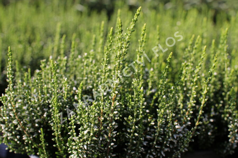 Vřes obecný 'Elisa' (Garden girls®) - Calluna vulgaris 'Elisa' (Garden girls®)