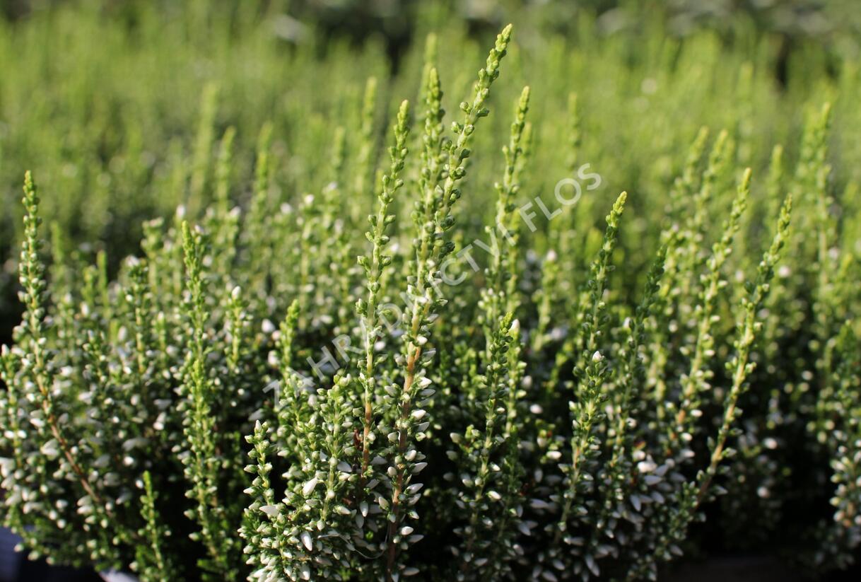 Vřes obecný 'Elisa' (Garden girls®) - Calluna vulgaris 'Elisa' (Garden girls®)