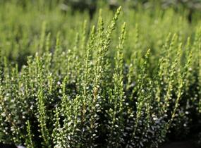 Vřes obecný 'Elisa' (Garden girls®) - Calluna vulgaris 'Elisa' (Garden girls®)