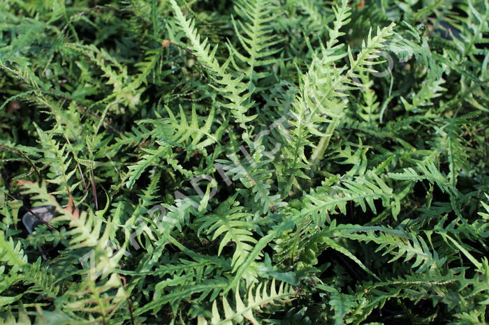 Sleziník - Asplenium ebenoides