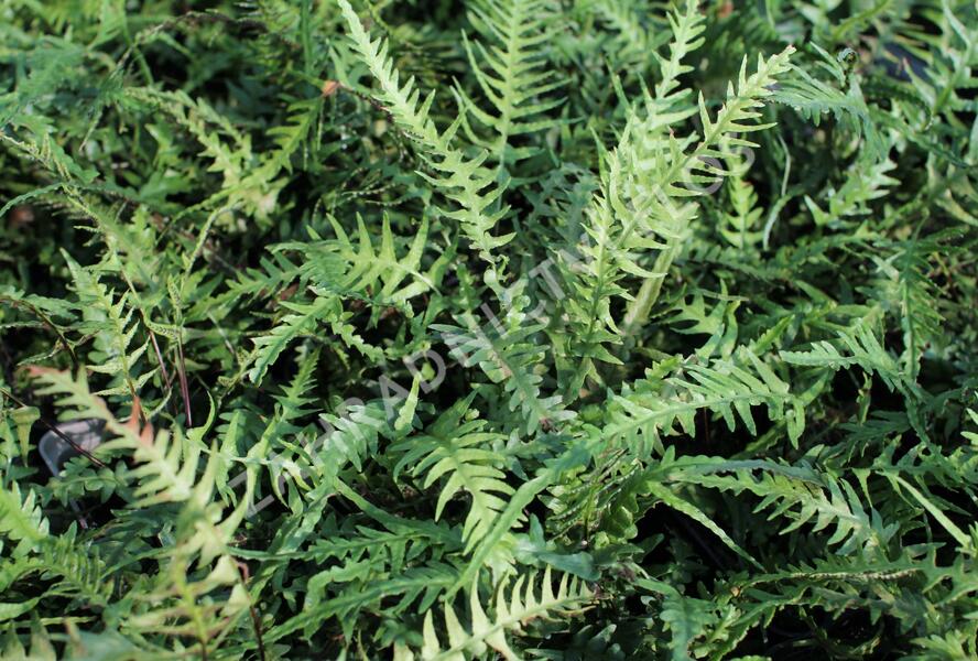 Sleziník - Asplenium ebenoides