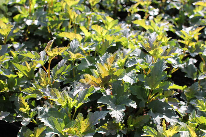 Tavola kalinolistá 'Diabolo' - Physocarpus opulifolius 'Diabolo'