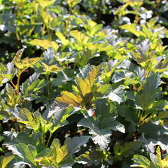 Tavola kalinolistá 'Diabolo' - Physocarpus opulifolius 'Diabolo'