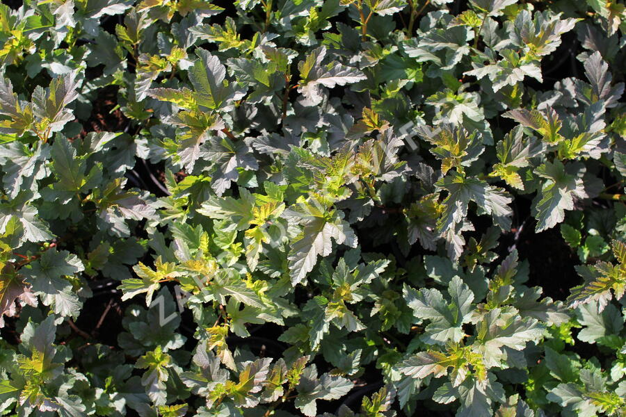 Tavola kalinolistá 'Diabolo' - Physocarpus opulifolius 'Diabolo'